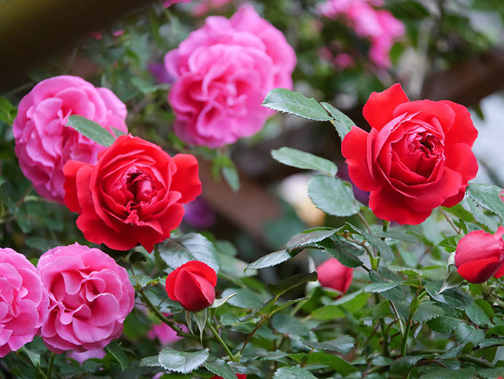 フロレンティーナ(ツルバラ)の花がたくさん咲いた。2020年-048.jpg