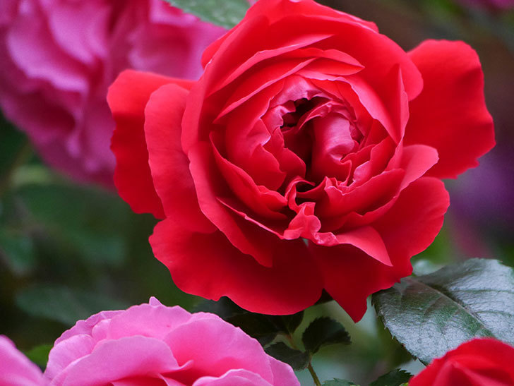 フロレンティーナ(ツルバラ)の花がたくさん咲いた。2020年-049.jpg