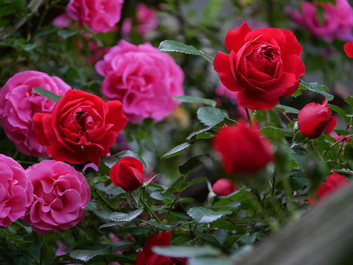 フロレンティーナ(ツルバラ)の花がたくさん咲いた。2020年-051.jpg