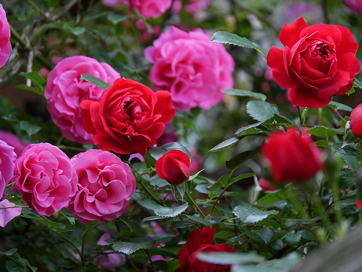 フロレンティーナ(ツルバラ)の花がたくさん咲いた。2020年-053.jpg