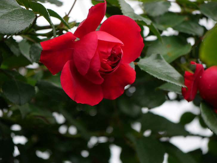 フロレンティーナ(ツルバラ)の花がたくさん咲いた。2020年-056.jpg