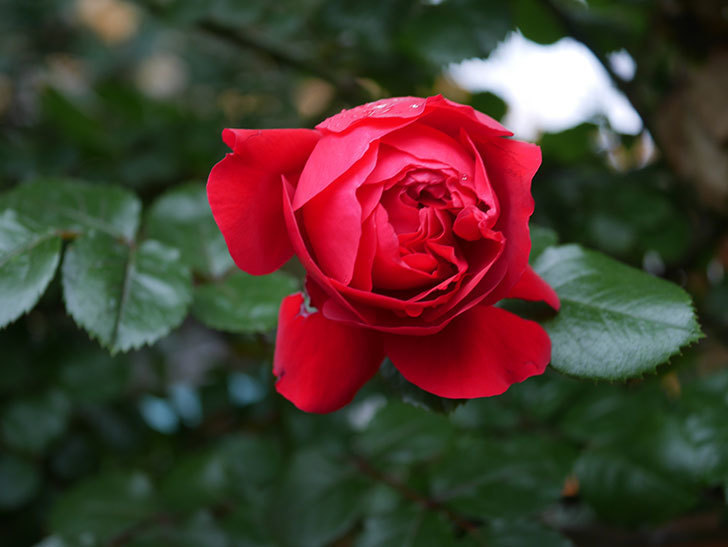 フロレンティーナ(ツルバラ)の花がたくさん咲いた。2020年-066.jpg