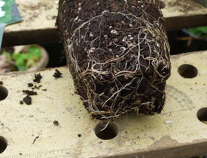 ブラッシュ・ノワゼット(ツルバラ)の新苗を6号ロングスリット鉢に植えた。2016年-4.jpg
