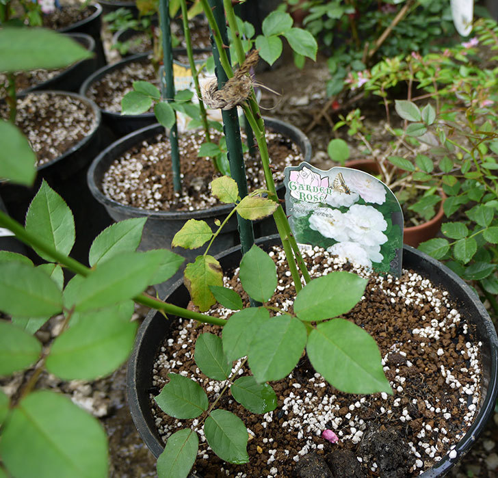 ブラッシュ・ノワゼット(ツルバラ)の新苗を8号のEUロングスリット鉢に鉢増しした。2016年-1.jpg