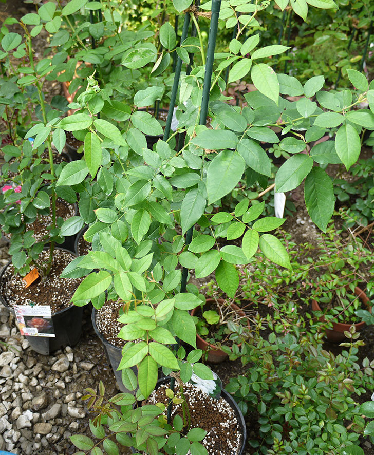 ブラッシュ・ノワゼット(ツルバラ)の新苗を8号のEUロングスリット鉢に鉢増しした。2016年-7.jpg