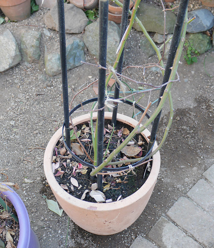 ブラッシュ・ノワゼット(ツルバラ)の鉢植えをオベリスクに誘引した。2019年-5.jpg