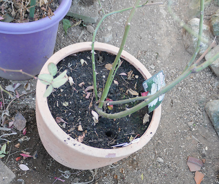 ブラッシュ・ノワゼット(ツルバラ)の鉢植えをオベリスクに誘引した。2019年-8.jpg