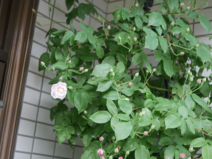 ブラッシュ・ノワゼット(半ツルバラ)の花が咲きだした。2020年-5.jpg