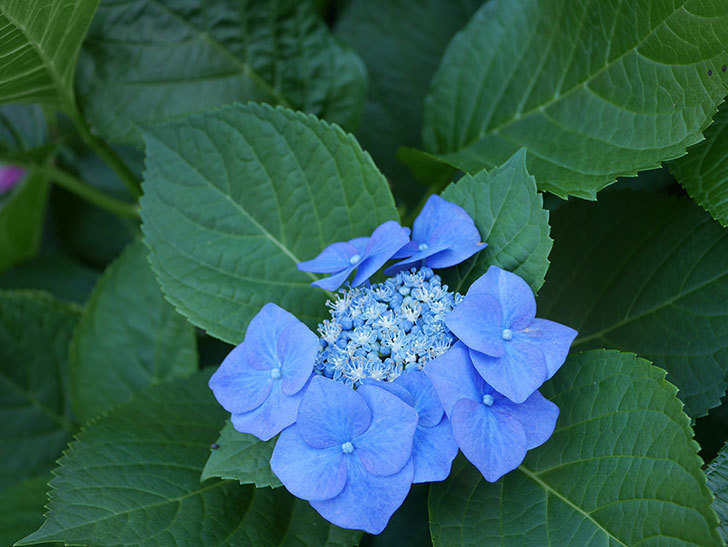 ブルースカイ（アジサイ）の花が青くなってきた。2019年-3.jpg
