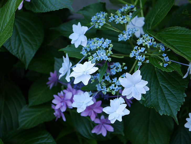 ブルースカイ（アジサイ）の花が青くなってきた。2019年-6.jpg