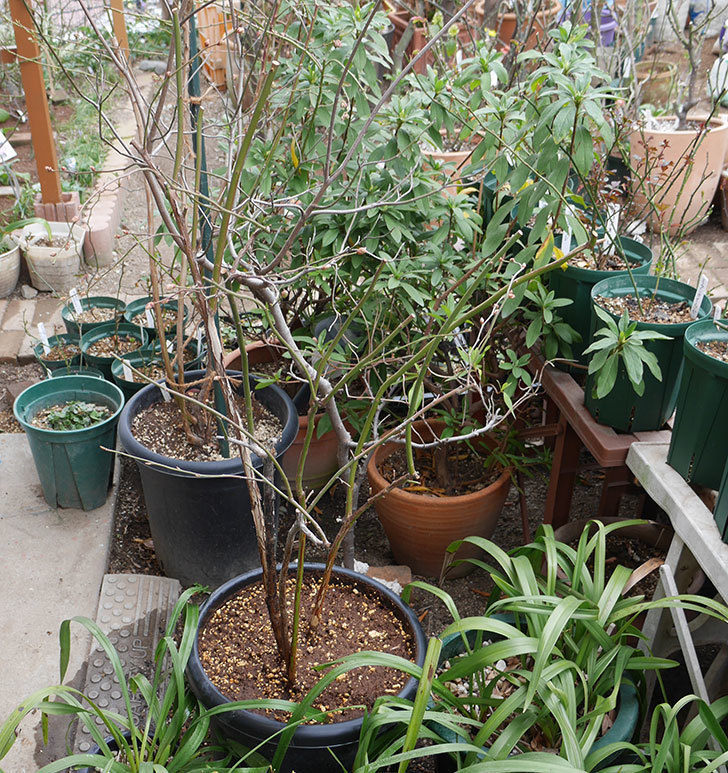 ブルーベリーの植え替えをした。2019年-10.jpg