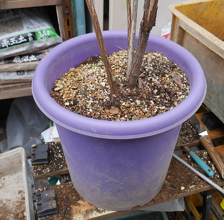 ブルーベリーの植え替えをした。2019年-2.jpg
