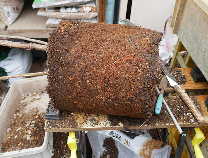 ブルーベリーの植え替えをした。2019年-4.jpg