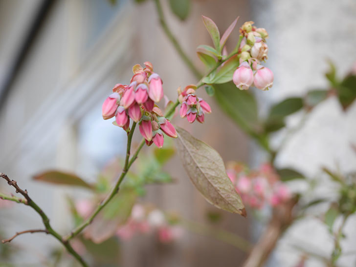 ブルーベリーの花が咲いた。2022年-005.jpg