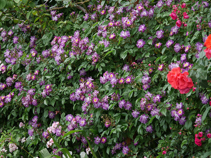 ブルーランブラー(ツルバラ)の花がたくさん咲いた。2019年-15.jpg