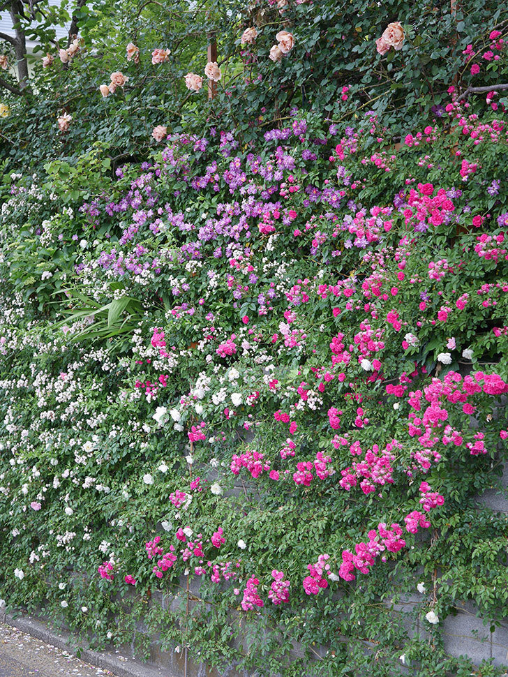 ブルーランブラー(ツルバラ)の花がたくさん咲いた。2020年-020.jpg