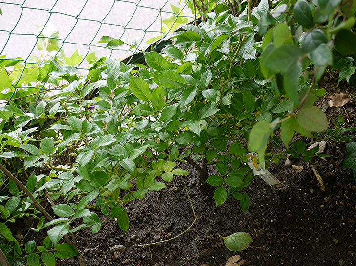 ブルーランブラー(ツルバラ)の開花株を地植えした。2016年-1.jpg