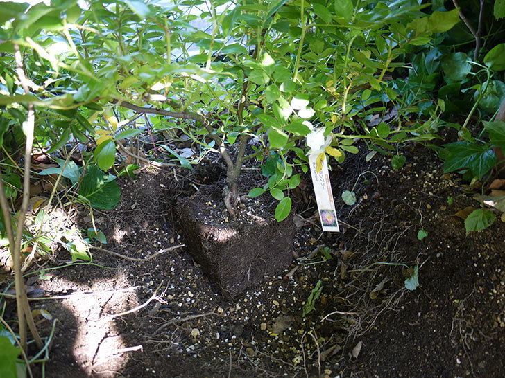 ブルーランブラー(ツルバラ)の開花株を地植えした。2016年-9.jpg