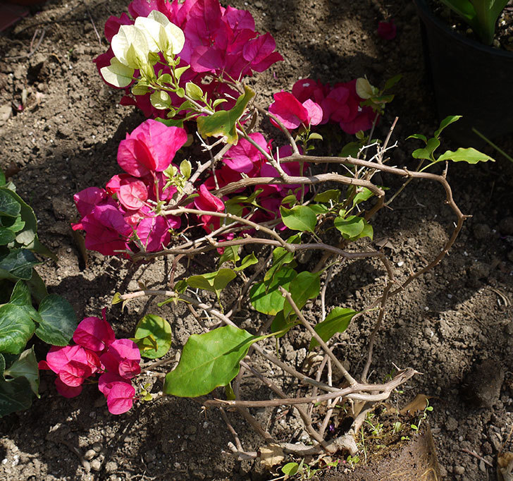 ブーゲンビリアをスリット鉢に植え替えた。2016年-4.jpg