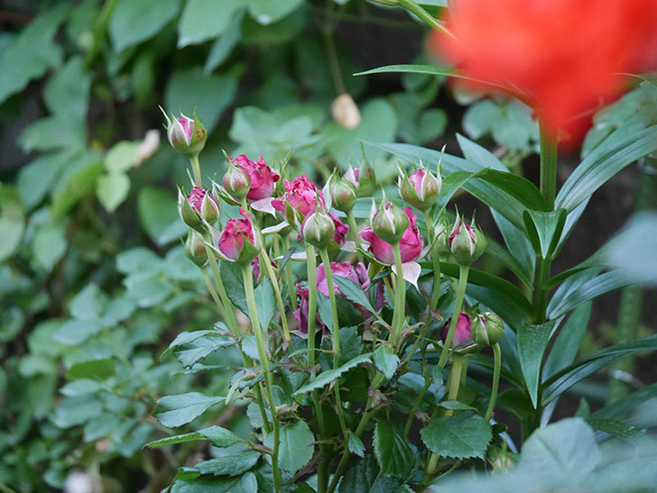 プラムダンディ(Plum Dandy)の花が少し咲いた。ミニバラ。2020年-001.jpg