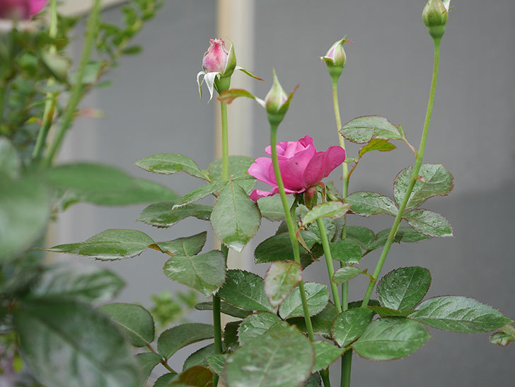 プラム・パーフェクト(Plum Perfect)の2番花がまた咲いた。木立バラ。2020年-001.jpg