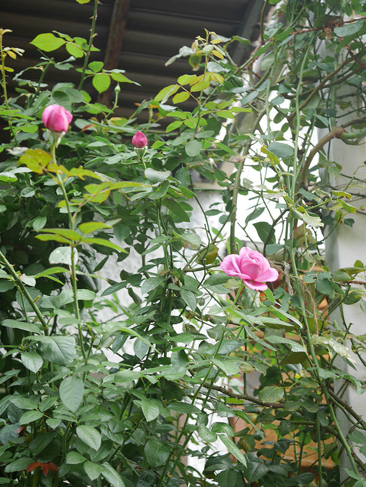 プラム・パーフェクト(Plum Perfect)の秋花が咲いた。木立バラ。2021年-003.jpg