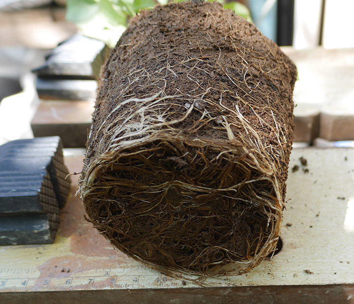 プラム・パーフェクト（木立バラ）の新苗を6号ロングスリット鉢に植え替えた。2019年-2.jpg