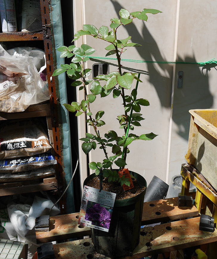 プラム・パーフェクト（木立バラ）の新苗を6号ロングスリット鉢に植え替えた。2019年-4.jpg