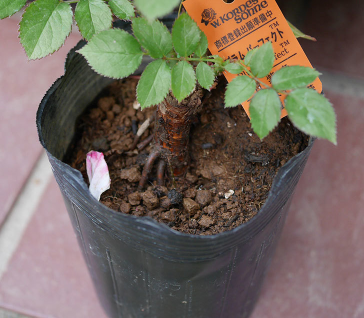 プラム パーフェクト 木立バラ の新苗をコーナンで買って来た 19年 バラ 02memo日記
