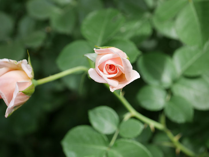 プリティ・レディ(木立バラ)の2番花がまた咲いた。2019年-2.jpg