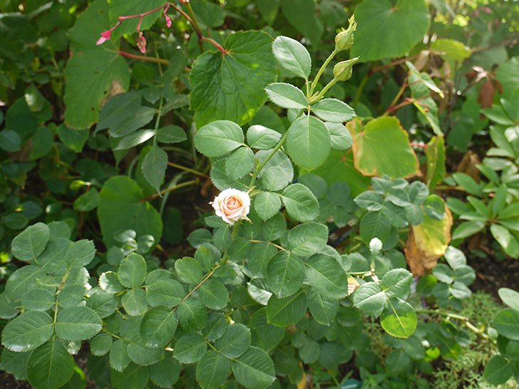 プリティ・レディ(木立バラ)の3番花がまた咲いた。2016年-4.jpg