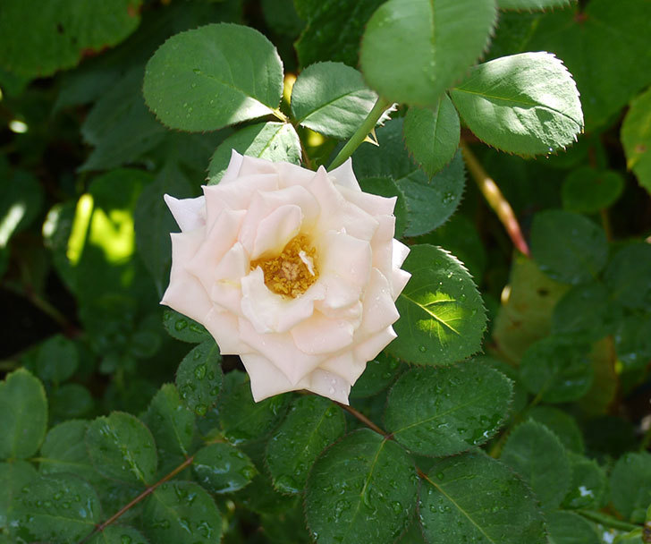 プリティ・レディ(木立バラ)の3番花が咲いた。2016年-5.jpg