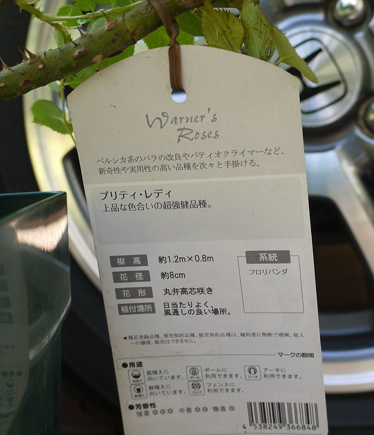 プリティ・レディ(木立バラ)の開花株を買った。2016年-6.jpg
