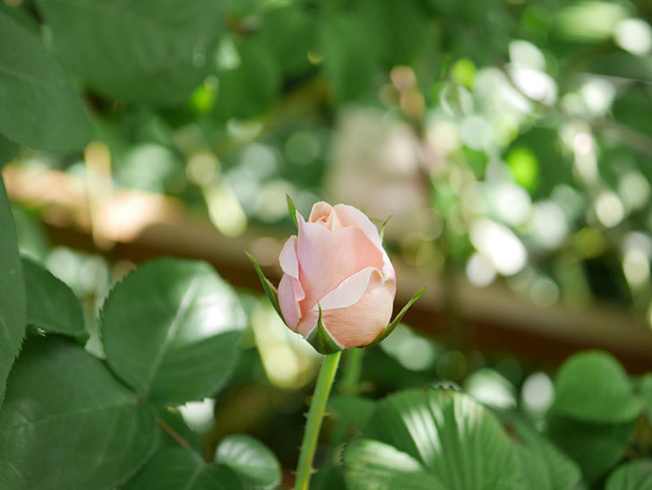 プリティ・レディ(Pretty Lady)の花が咲いた。木立バラ。2021年-001.JPG
