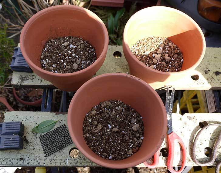 プリムラ・ジュリアン3個を1個ずつ鉢に植えた。2016年-2.jpg