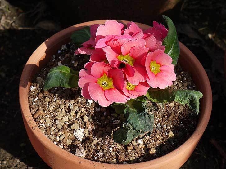 プリムラ・ジュリアン3個を1個ずつ鉢に植えた。2016年-5.jpg