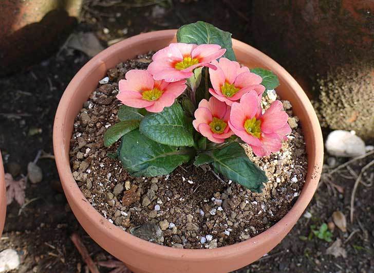 プリムラ・ジュリアン3個を1個ずつ鉢に植えた。2016年-6.jpg