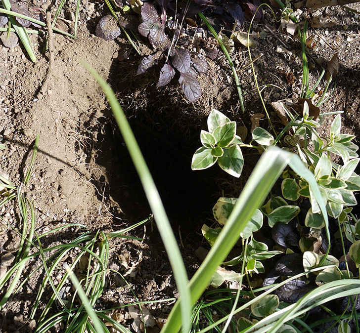 プリンセスミチコ(木立バラ)に穴を掘って寒肥をやった。2017年-5.jpg