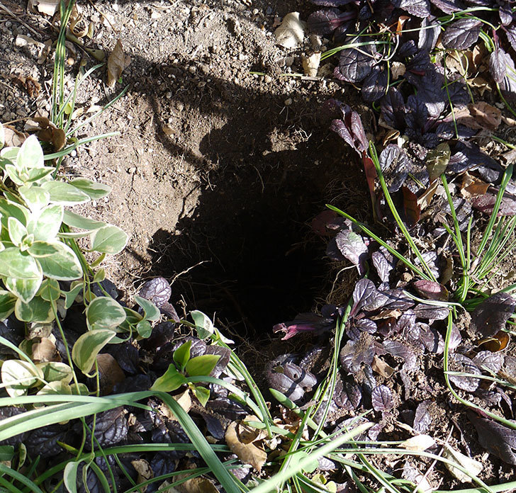 プリンセスミチコ(木立バラ)に穴を掘って寒肥をやった。2017年-6.jpg