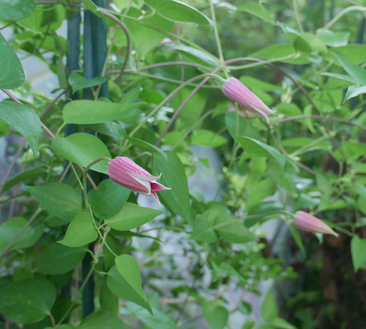 プリンセス・ダイアナ（テキセンシス系-新枝咲き）の花が咲いた。2019年-2.jpg