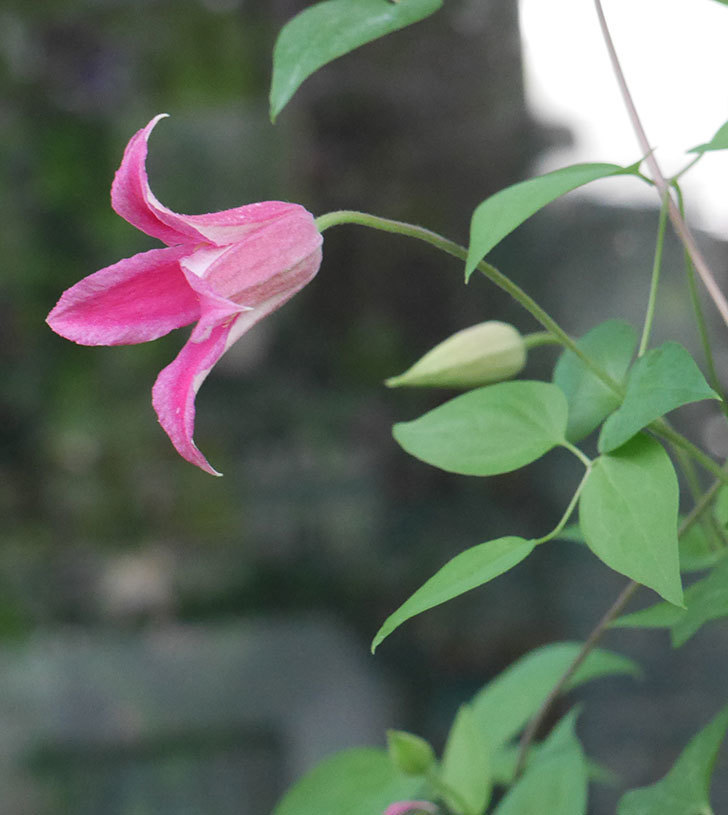 プリンセス・ダイアナ（テキセンシス系-新枝咲き）の花が咲いた。2019年-7.jpg