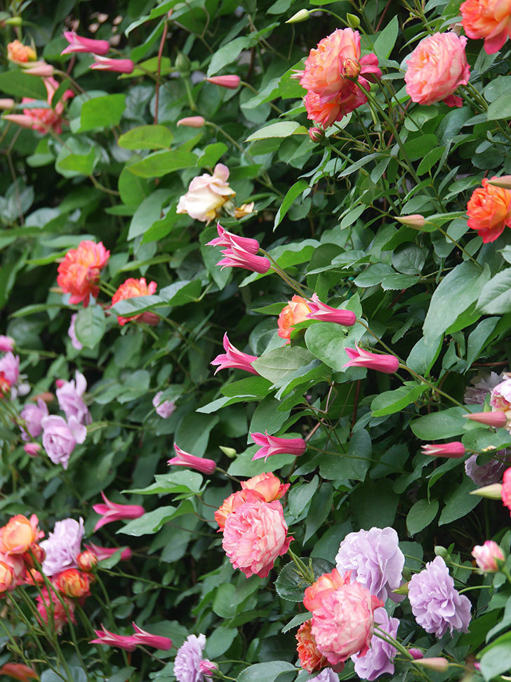プリンセス・ダイアナ（テキセンシス系 新枝咲き）の花が咲いた。2022年-001.jpg