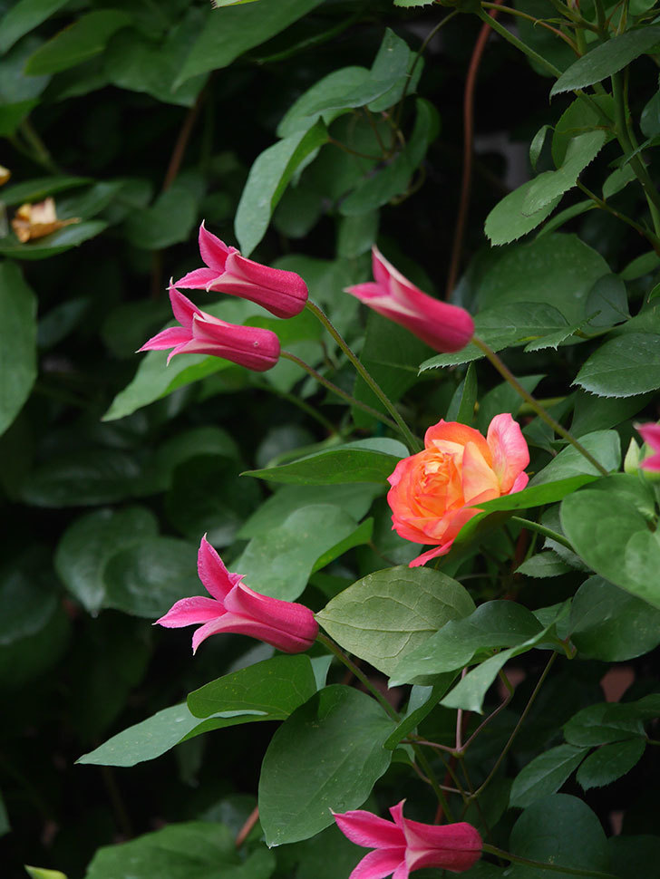 プリンセス・ダイアナ（テキセンシス系 新枝咲き）の花が咲いた。2022年-004.jpg