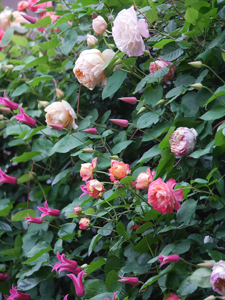 プリンセス・ダイアナ（テキセンシス系 新枝咲き）の花が咲いた。2022年-009.jpg