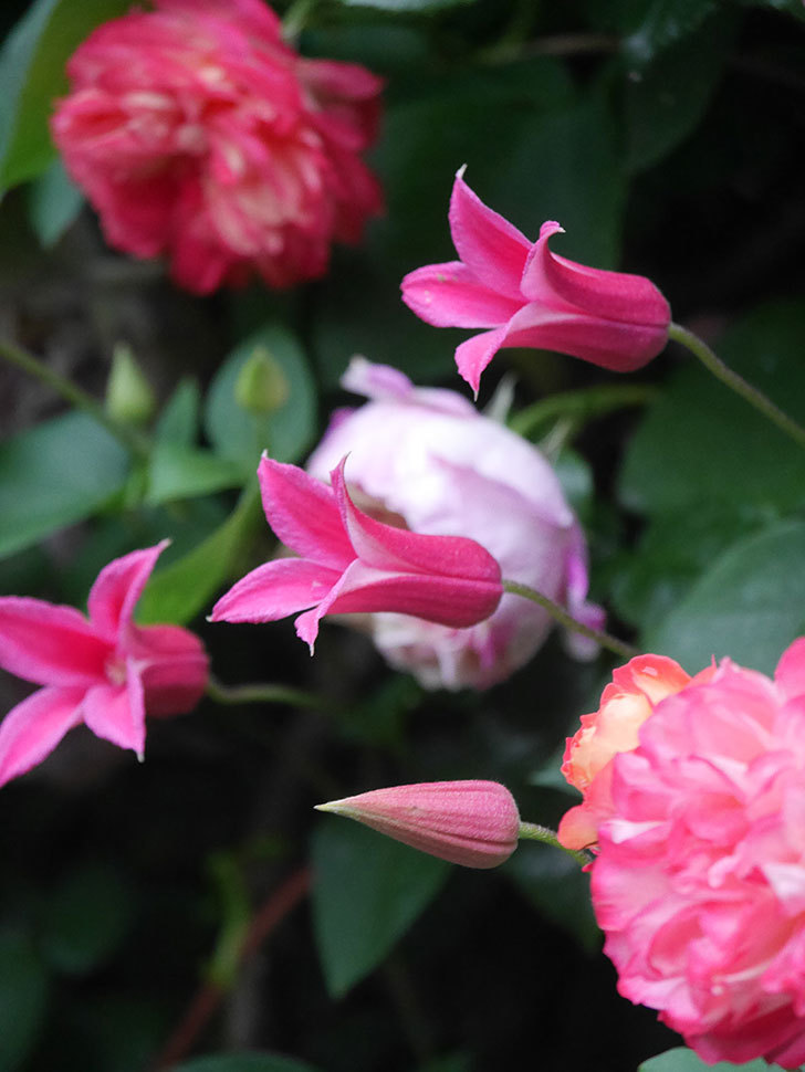 プリンセス・ダイアナ（テキセンシス系 新枝咲き）の花が咲いた。2022年-014.jpg