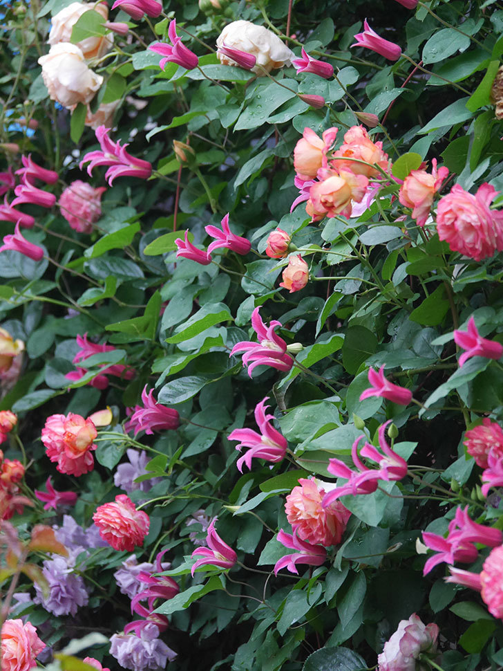 プリンセス・ダイアナ（テキセンシス系 新枝咲き）の花が咲いた。2022年-035.jpg