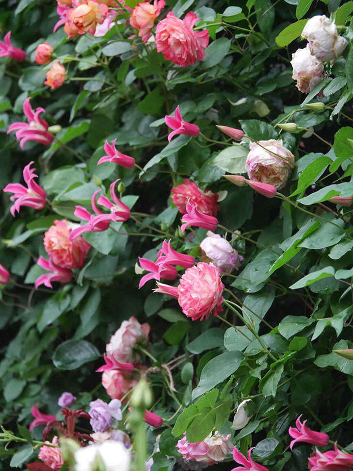 プリンセス・ダイアナ（テキセンシス系 新枝咲き）の花が咲いた。2022年-036.jpg