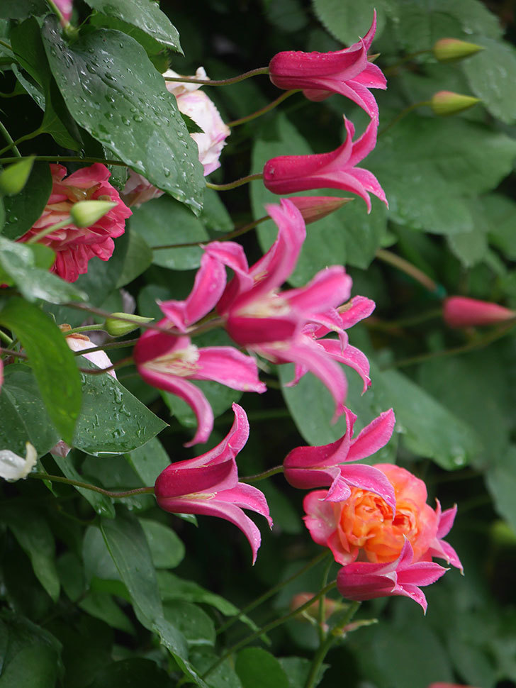 プリンセス・ダイアナ（テキセンシス系 新枝咲き）の花が咲いた。2022年-062.jpg