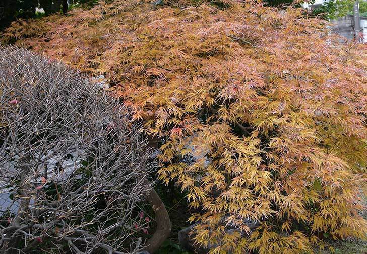 ベニシダレ（紅枝垂）が紅葉してきた。2015年-2.jpg