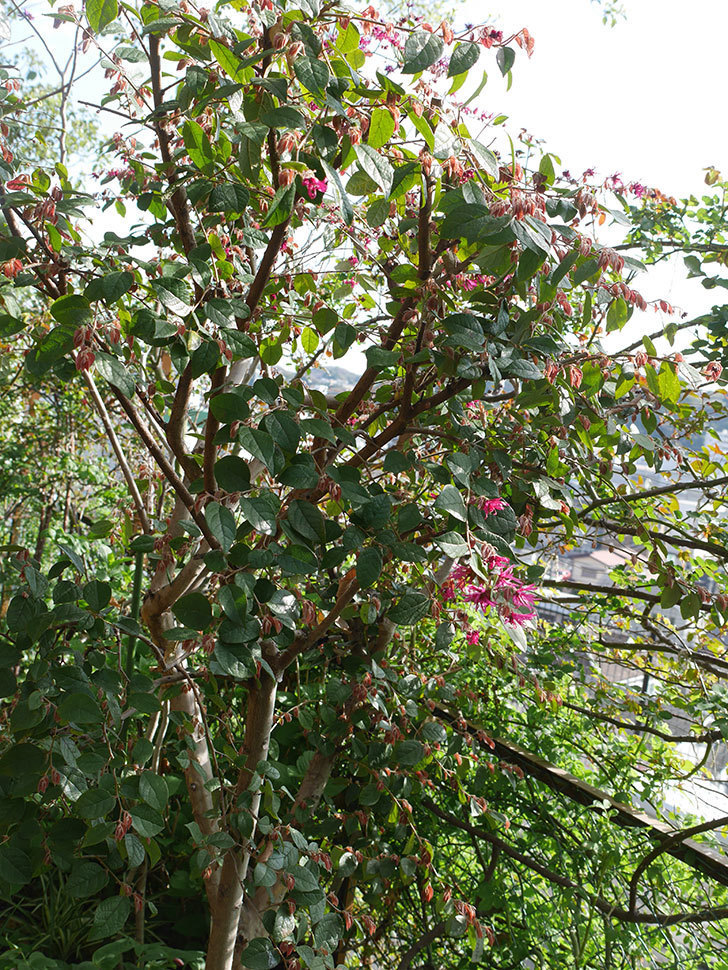 ベニバナトキワマンサクの花が咲きだした。2021年-001.jpg